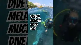 Dive 24 - Melasti Muck Diving - Bali  #scubadiving #balidiving #bali