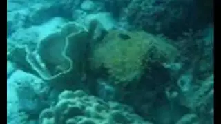 Koh Chang Under Water 2