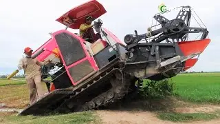 Incredible safety skills operator rice harvest 2021 | Kubota rice harvesting machine