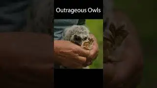 OUTRAGEOUS OWLS, HAPPY UPLIFTING FUN UPBEAT MUSIC, HAPPY STRESS FREE MUSIC