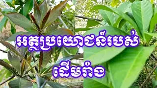 អត្ថប្រយោជន៍របស់ដើមរាំង