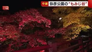 見頃迎えた『弥彦公園・もみじ谷』の紅葉！ ライトアップで幻想的な景色に【新潟】 (22/11/10 18:41)