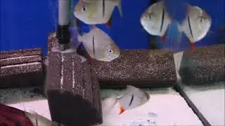 Schomburgks Scheibensalmler - Myleus schomburgkii