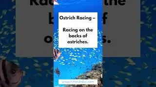 🏆 Sports Beyond the Ordinary: 50 Facts About Oddball Games and Competitions 🤯#WeirdGames #oddsports