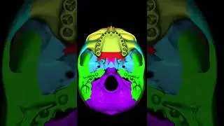 skull Bone four lobe in Brain 🧠 #brainpart #anatomy #video #reels #viral #shorts