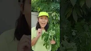 Moringa: How To Harvest, Dry, Powderize, & Make Moringa Fertilizer #garden #plants #homestead