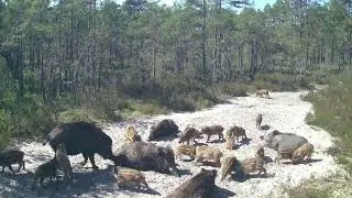Wild boar litter 2025