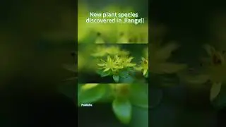 🌿✨ New plant species discovered in Jiangxi! #trending #jiangxi #shortvideo #shorts