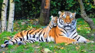 Positive News - Nearly 3x More Encounters With Endangered Sumatran Tigers in Camera Trap Photos 1