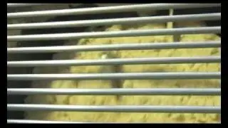 Pastificio OROGIALLO | La Bolognese Srl - Contursi Terme (Sa)