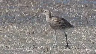 Eurasian Curlew, Chiurlo maggiore (Numenius arquata)