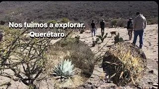 Nos fuimos de exploradores, Queretaro. Encontramos  cactus en su habitad.