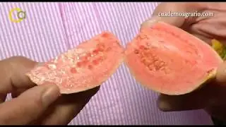 Recolección de la Guayaba en Motril