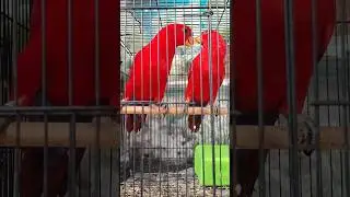 Red Lory Birds Romance: A Symphony of Kisses 🎶 #parrot #parrotsound #shortsfeed #shorts