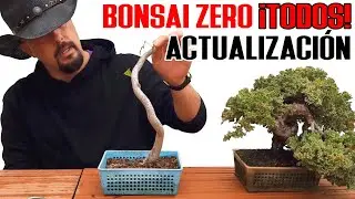 Bonsai Zero febrero 2024 - Actualizaci&oacute;n todos!