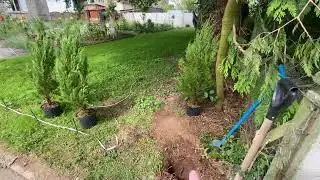 PLANTANDO A CERCA VIVA DA CASA