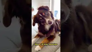 This Dog Ear Fact Will BLOW Your Mind! 😱🐶 #shorts