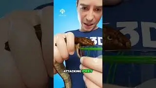 How Snake Venaom is Extract 😮  #venomextraction - Creativelearning3d