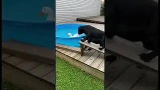 Fastest Dog Hunt Ever 🐕💨 Duck Didn&rsquo;t See This Coming! #puppy #dogbreed