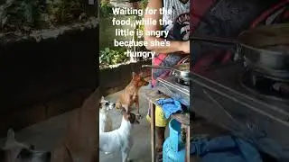 #pets,#dogs,#begging