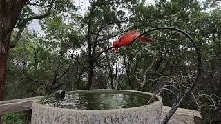 Backyard Birdbath with Running Water Sounds | Relaxing Nature Video, No Music