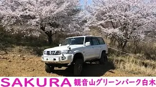 🌸日産サファリ 🌸 ランドクルーザー  Sakura and Off-road Fun 観音山グリーンパーク白木  Land Cruiser And Nissan Patrol