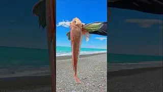 Surprise Catch From The Surf 🎣