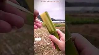 Unbelievable Sugarcane🌱😱 | So easy to strip the skin off #shorts #foryou #youtubeshorts #plants
