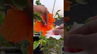 Cross pollination of flowering plants 🫣😍⬇️
