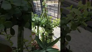 jade plant cutting☘️✨️ #gardeningwithmom #viral #jadeplant #jade #leafylove #gardening #plants