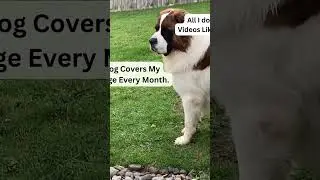 Paws and Profits: How to Turn Your Pet into a Side Hustle On Youtube! #sidehustleideas
