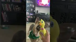 Leia and her Chicken Friend - Leia the German Shepherd #germanshepherd