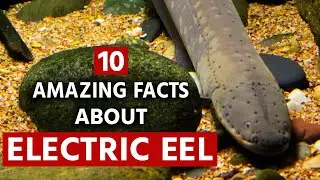 10 Amazing Facts About Electric Eel | The Animal Explorer