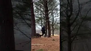 Why Pack Walks Are Incredible for Dogs 🐾