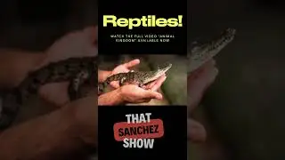 The Most Terrifying Snake in the Wild? 🐍👑