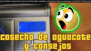 🔥 Consejos para una Buena Cosecha de Aguacate Hass