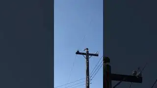 Small bird attacks Hawk?!