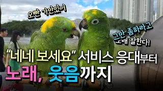 [앵무새수다]네네 보세요 고객서비스 응대부터 노래하고 웃음폭탄까지/ 진짜 귀여우니까 꼭 봐주세요