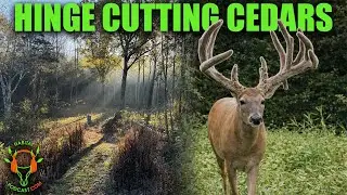 The Habitat Strategy Behind Growing a 179&rdquo; Tennessee Buck