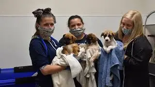 Orillia Animal Centre welcomes rescue dogs from North Carolina
