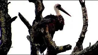 Wet Wooly Neck Stork drying out and preening during a break in the heavy rain at Djuma Cam 1/17/26
