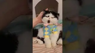 Little Cat Sisters&rsquo; Daily Fun Fiesta!  Cute Playtime Moments You&rsquo;ll Love #cat #pet #kitten #cutecats