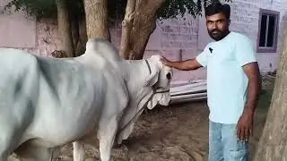 👍 युवा सरपंच मंडला कल्ला (रामनगर) श्रवण जी खिलेरी ! बड़े भाई साहब का थार नस्ल का उत्तम थारपारकर गौधन