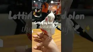 Letting my bird plan the whole day 🕊️✨ #cockatiel