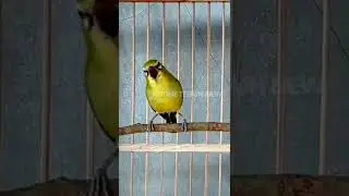 PLECI DAKUN GACOR TEMBAKAN RAPAT #Shorts