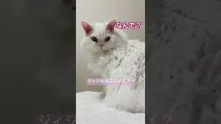 ジィジと最後の夜🌒#cat #catshorts #猫のいる生活