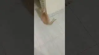#funny  #cat short video &hearts;️ Guddu ko shrart soch rahi hai 🐈😺😺&hearts;️&hearts;️