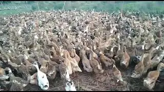 local Duck farming Tezpur Assam mobile 6001622241