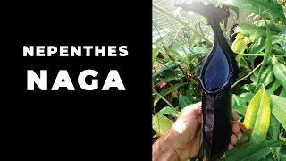 Krásná láčkovka Nepenthes naga