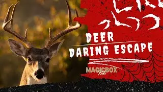 A Deer's Daring Escape | Hunting Story | MagicBox Story